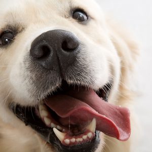 L’educazione del Cane è una questione di scelte e motivazione