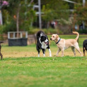 Cosa rende un Cane antipatico agli altri Cani?