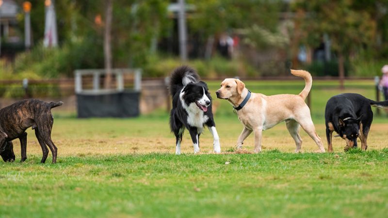 Cosa rende un Cane antipatico agli altri Cani?