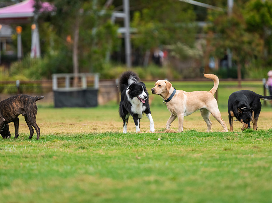 Cosa rende un Cane antipatico agli altri Cani?